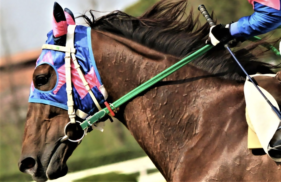 競馬の基本ルールと楽しみ方