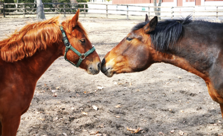 競走馬の特徴と見分け方