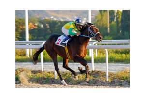 菊花賞：長距離の王者を掴む！競馬ファン必見の完全攻略ガイド