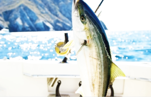 魚釣りゲーム：バーチャルな海で大物を狙え！初心者から上級者まで楽しめる世界へ