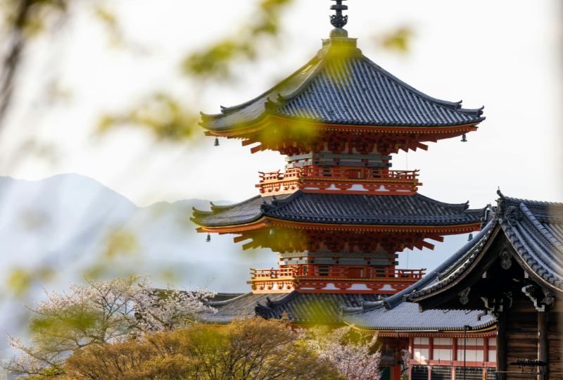 任天堂の原点！花札の歴史と魅力に迫る～遊び方＆コレクションガイド～