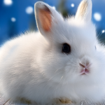 見て良し触って良し♪ ふわふわもこもこの癒し効果