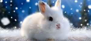 見て良し触って良し♪ 　ふわふわもこもこの癒し効果